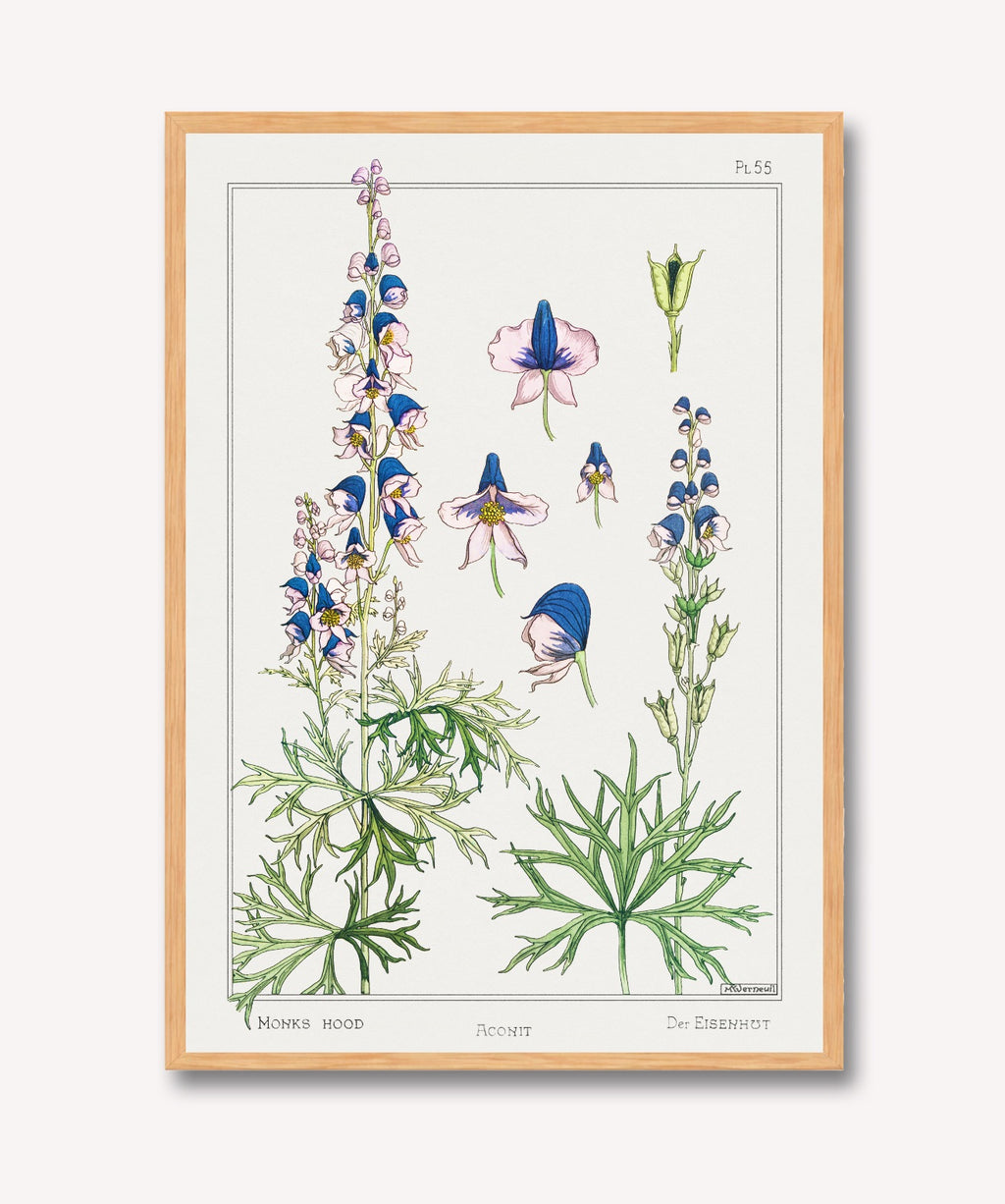 Cuadro Aconite