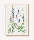 Cuadro Aconite