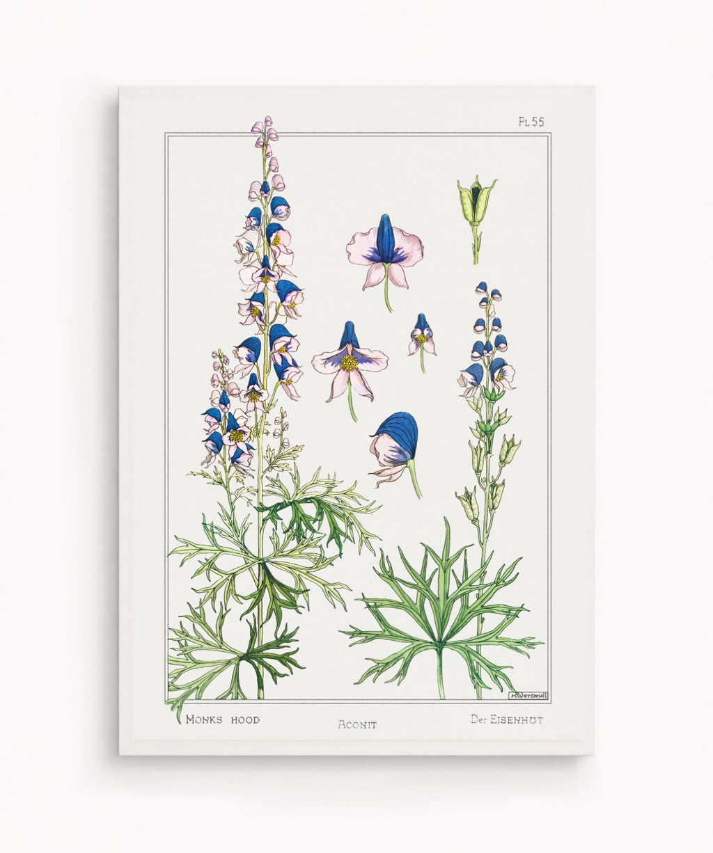 Cuadro Aconite