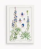 Cuadro Aconite