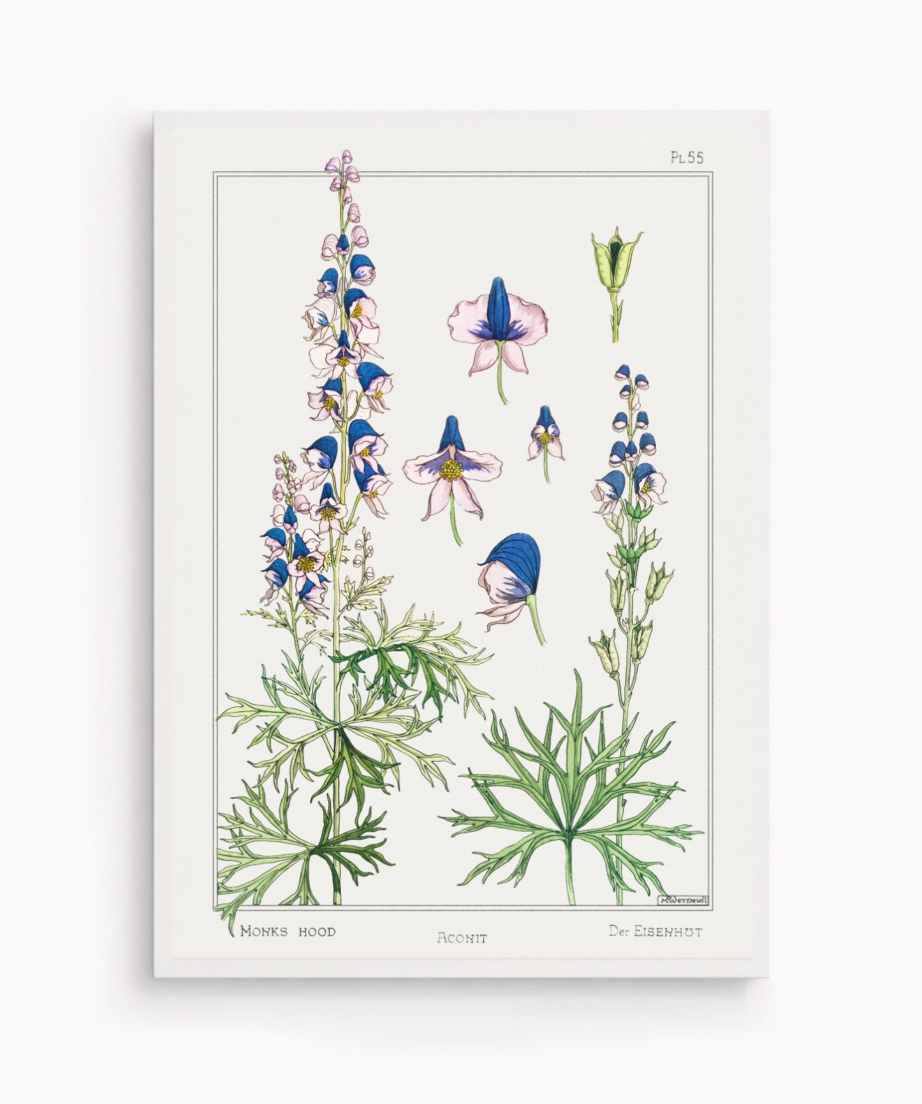 Cuadro Aconite