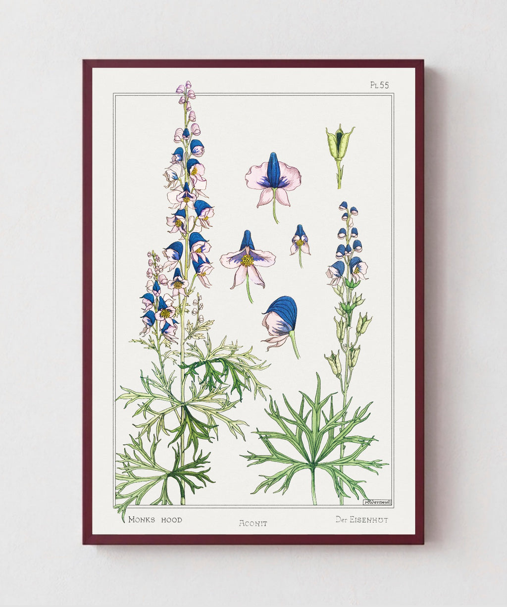 Cuadro Aconite