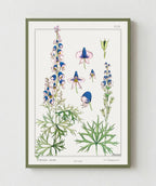 Cuadro Aconite