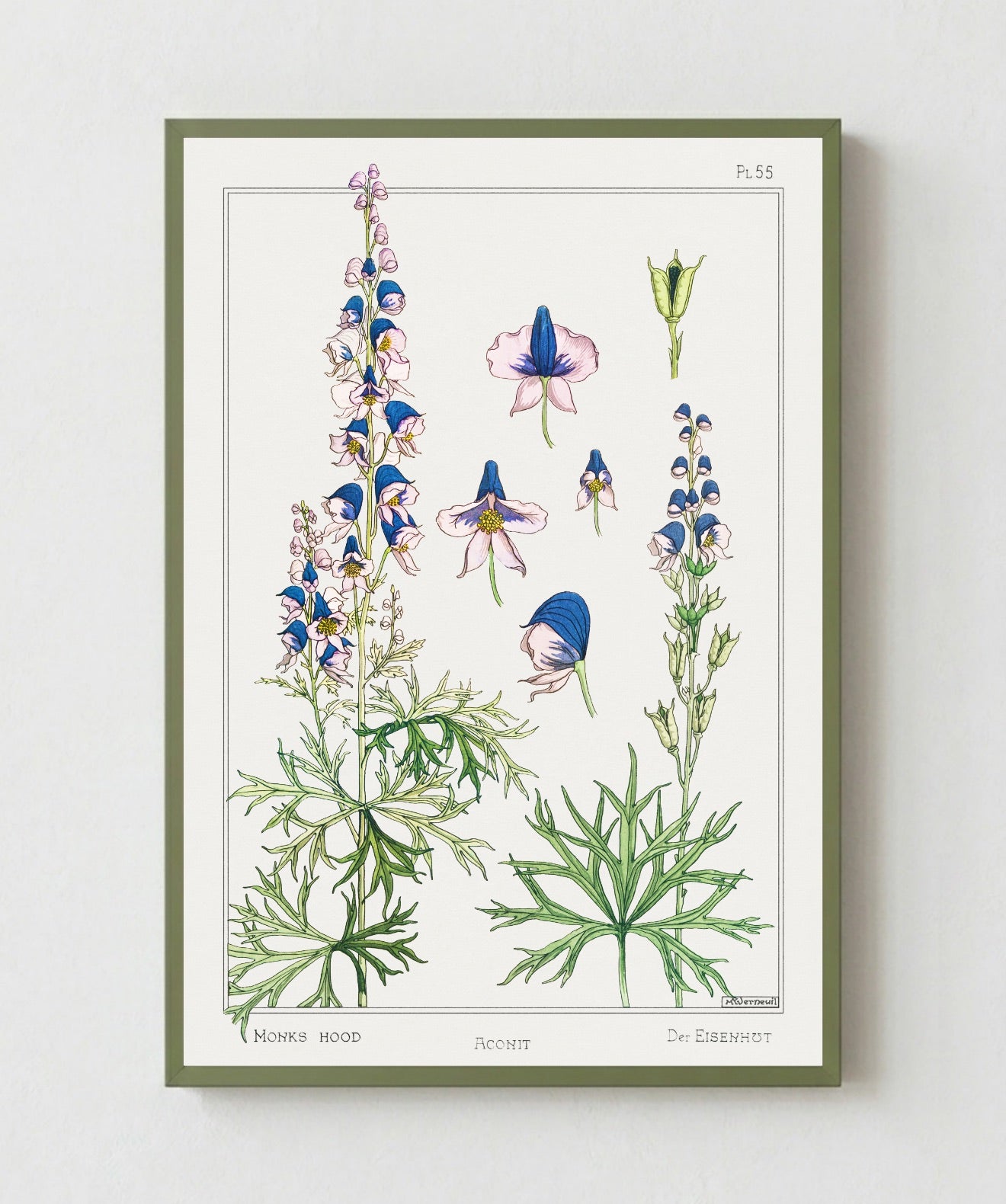 Cuadro Aconite
