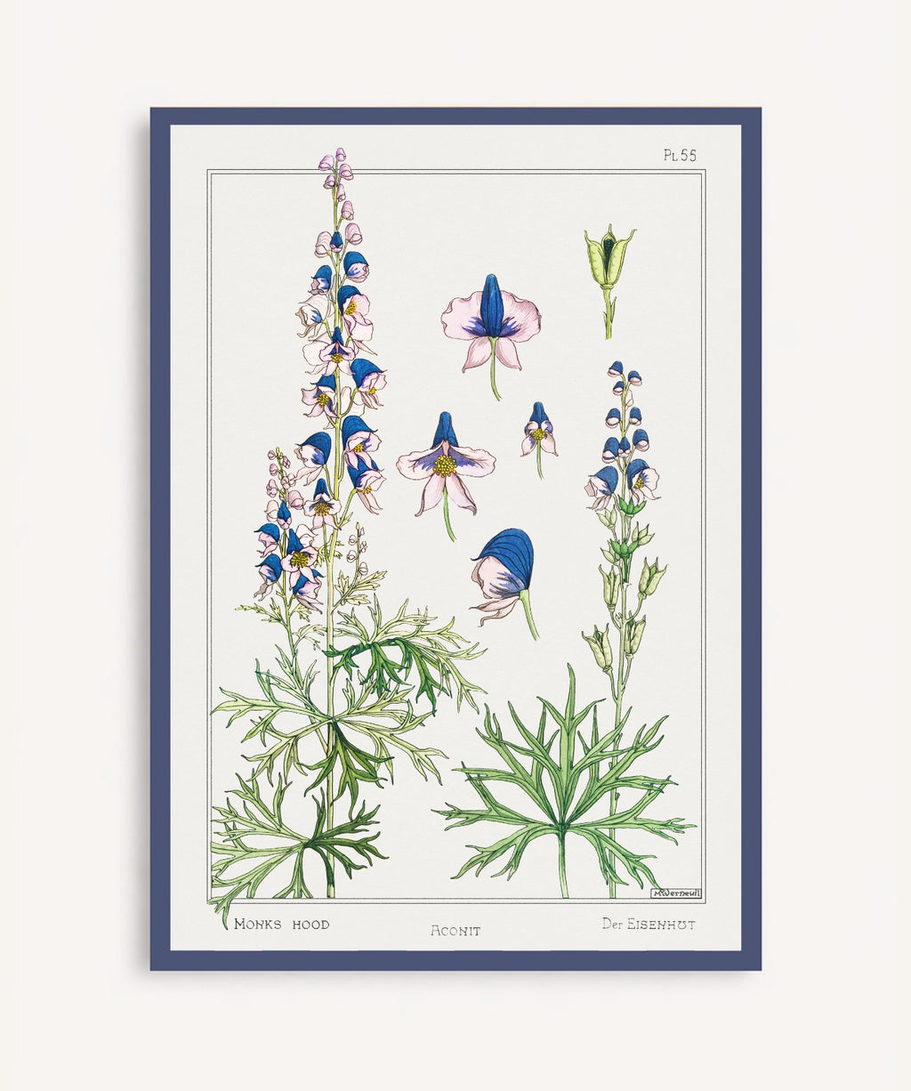 Cuadro Aconite