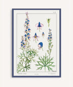Cuadro Aconite