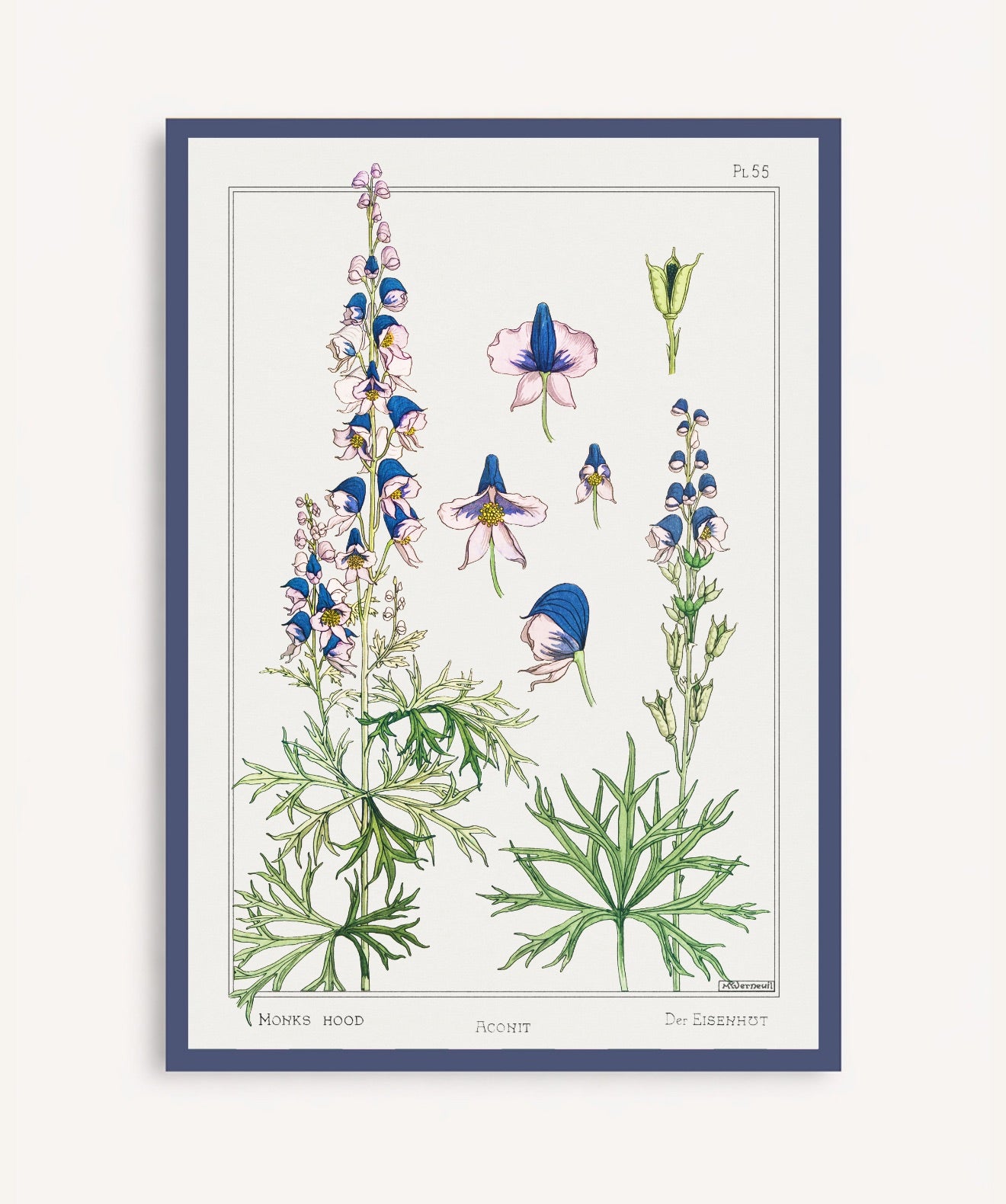 Cuadro Aconite