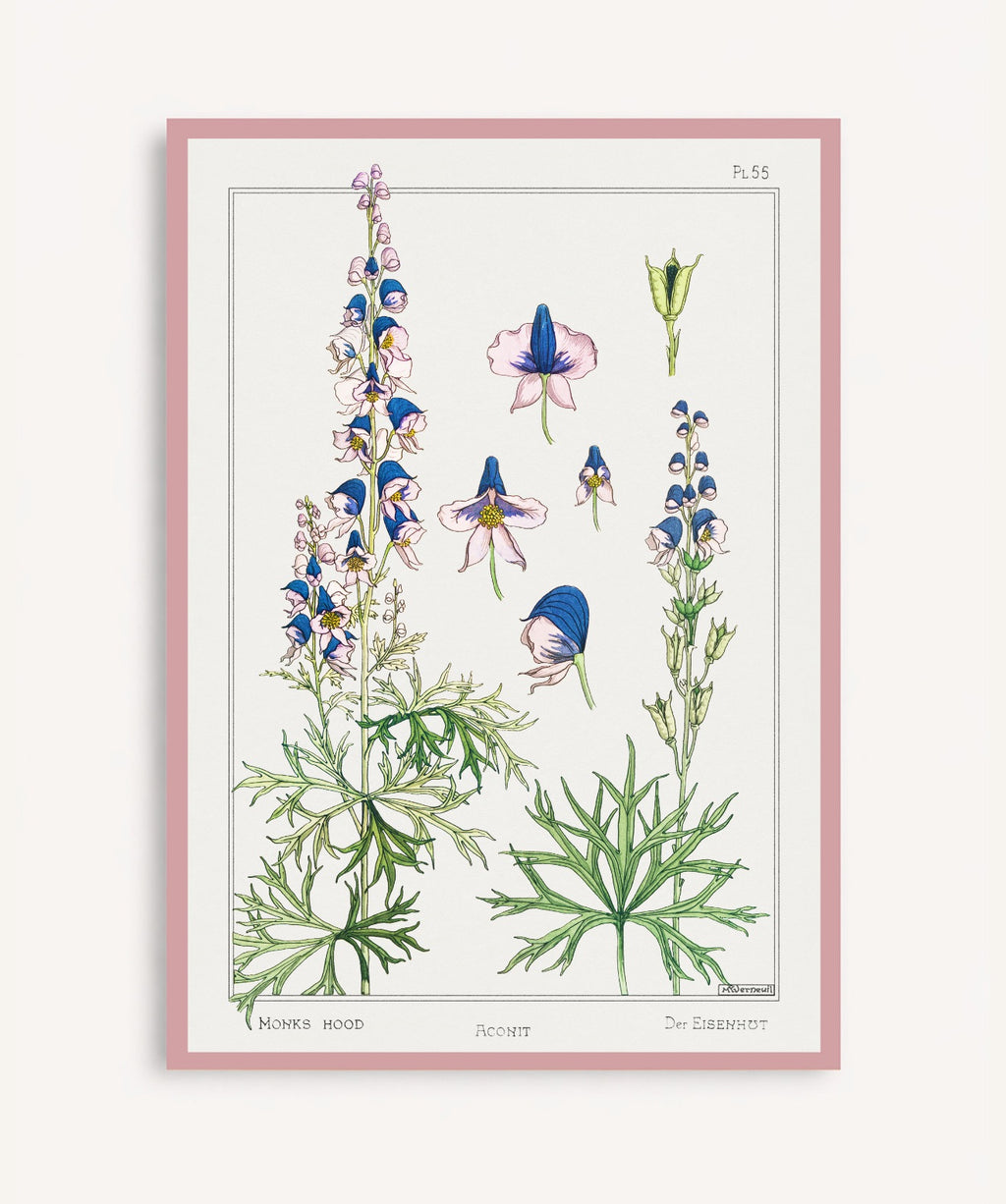 Cuadro Aconite