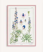 Cuadro Aconite