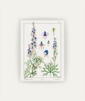 Cuadro Aconite