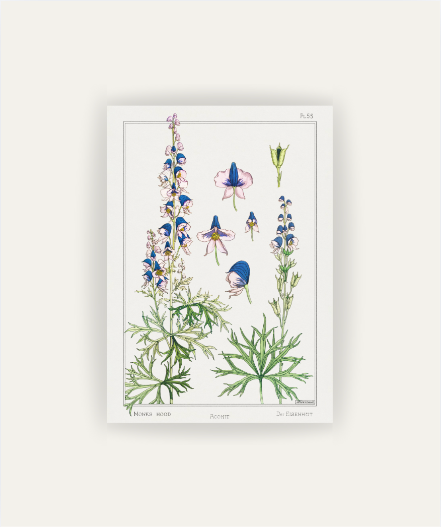 Cuadro Aconite