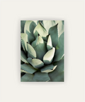 Agave