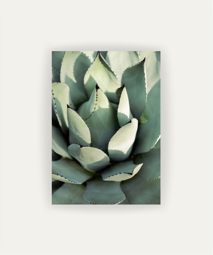 Agave