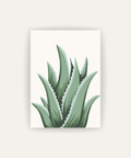 Cuadro Aloe