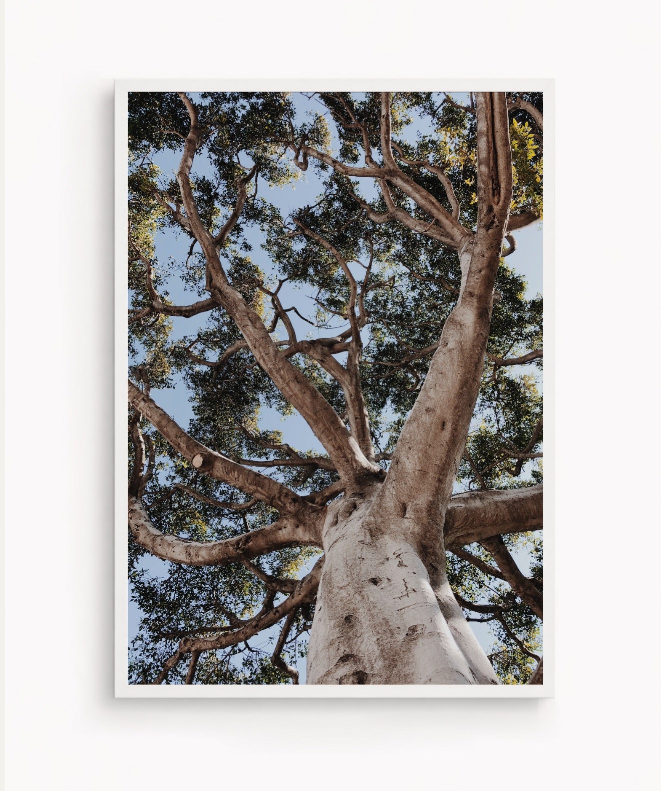 Arbol de la Vida