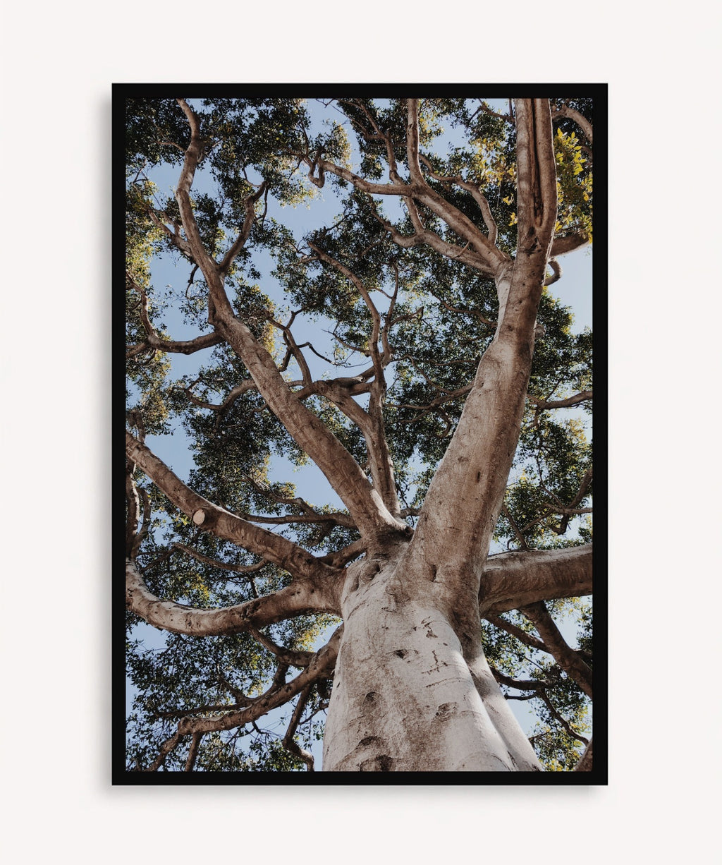 Arbol de la Vida
