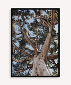 Arbol de la Vida