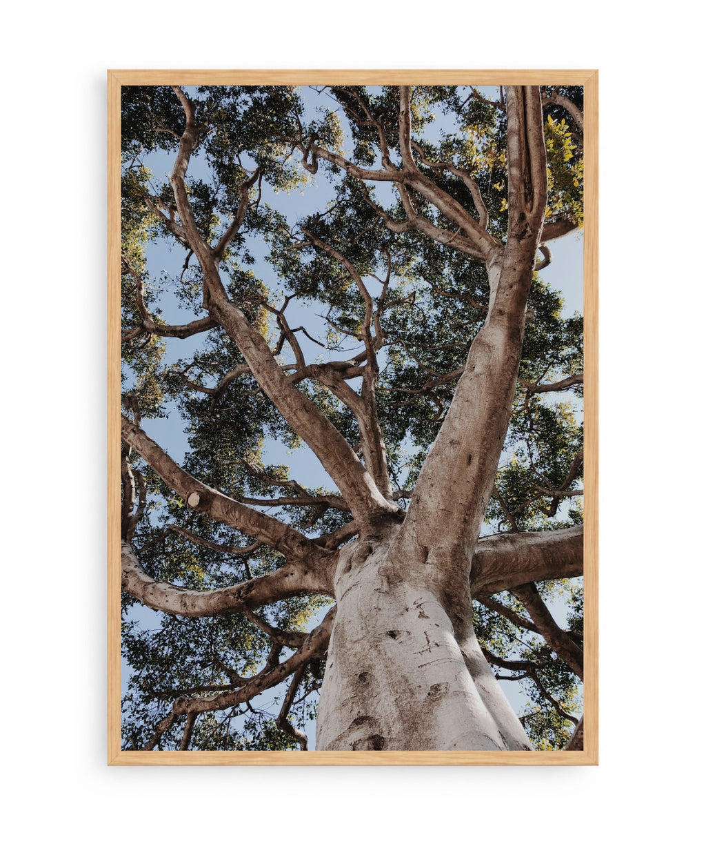Arbol de la Vida