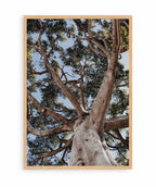Arbol de la Vida