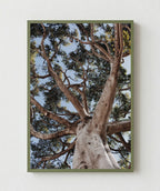 Arbol de la Vida