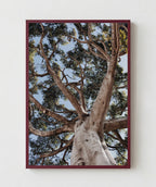 Arbol de la Vida