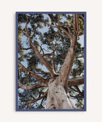 Arbol de la Vida
