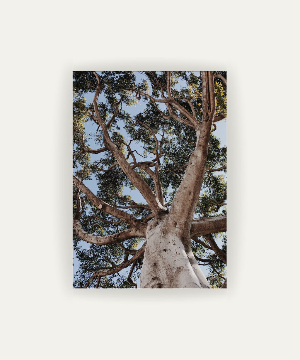 Arbol de la Vida