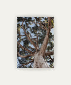 Arbol de la Vida