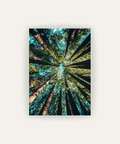 Bosque Contrapicado