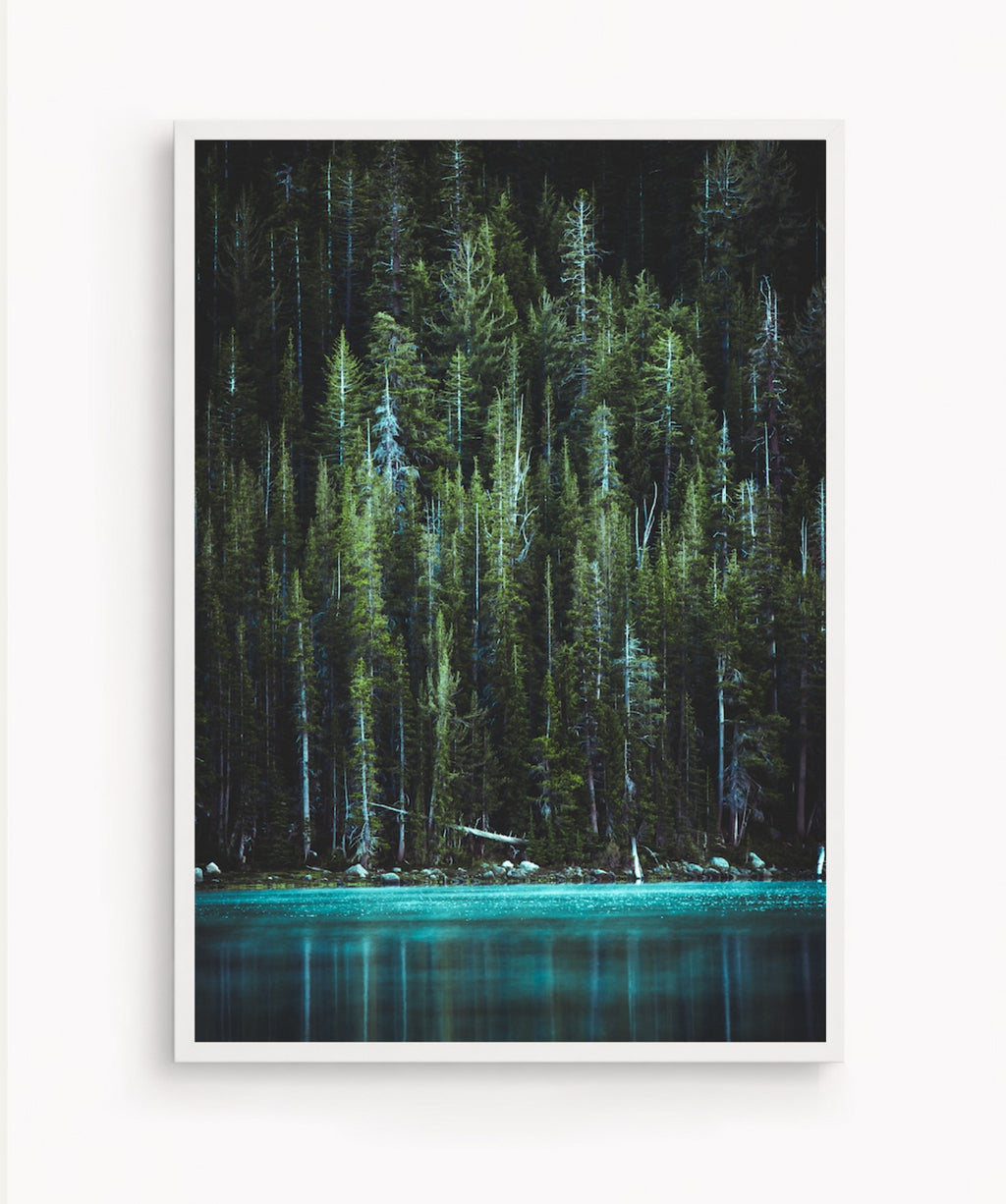 Bosque Encantado