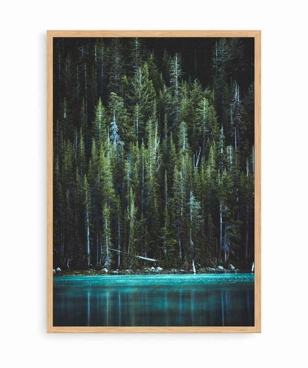 Bosque Encantado