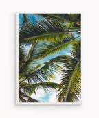 Brisa Tropical