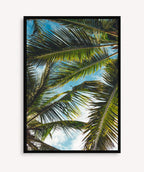 Brisa Tropical