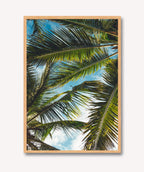 Brisa Tropical