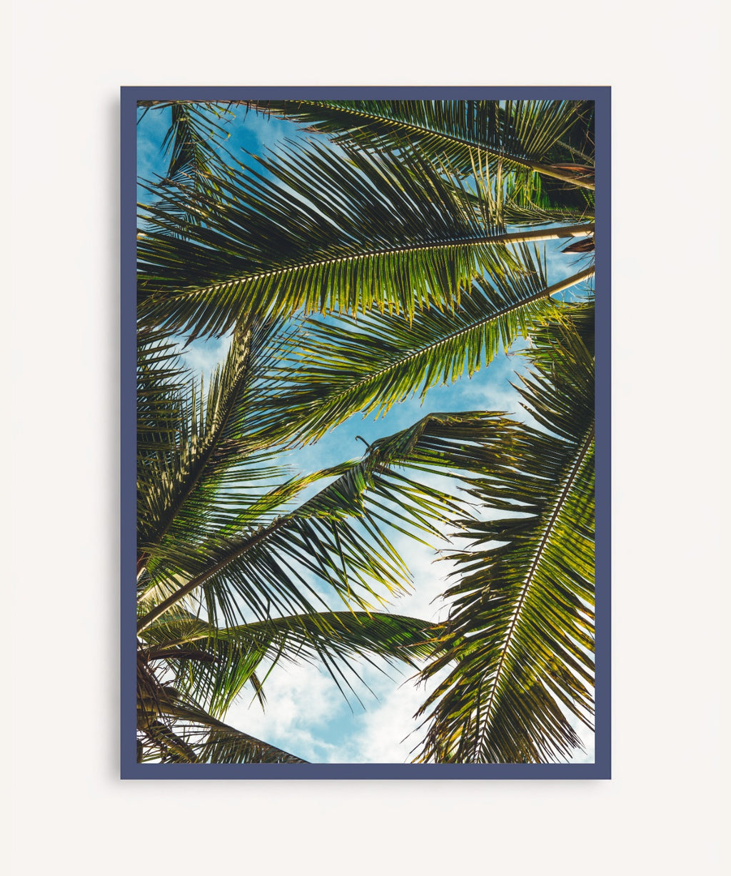Brisa Tropical