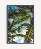 Brisa Tropical