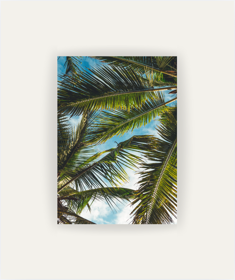 Brisa Tropical