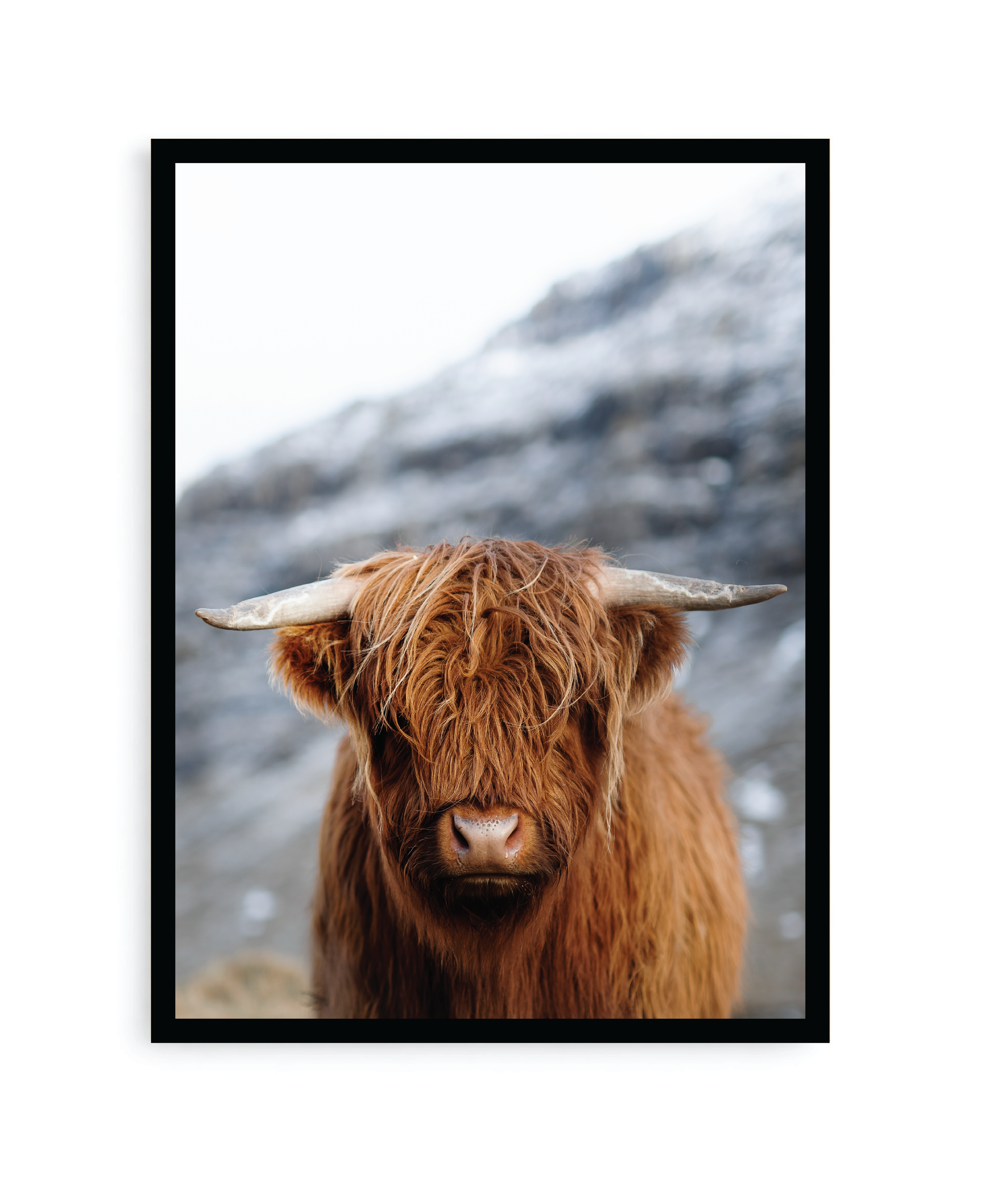 Bufalo 43 x 33 cm