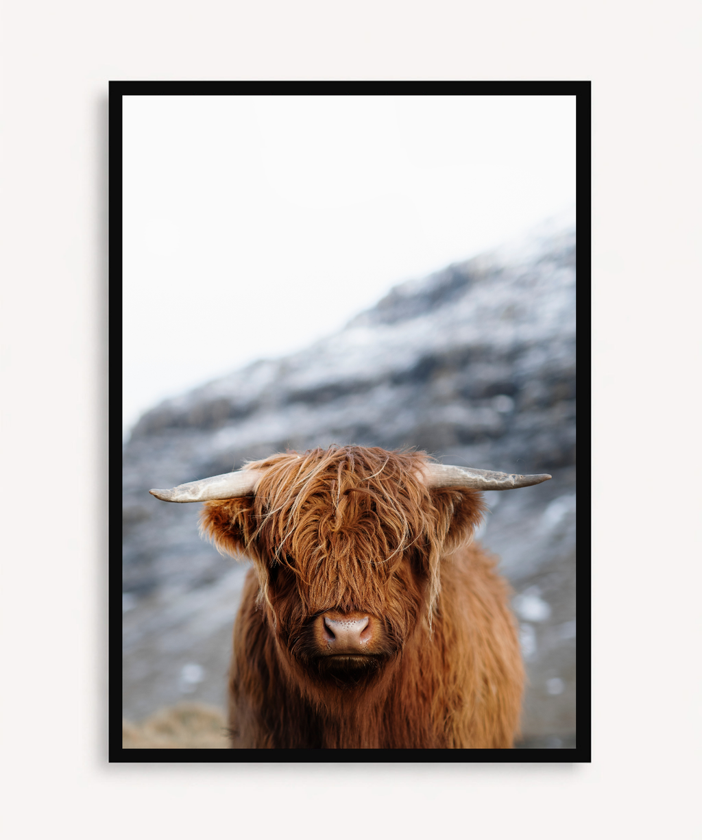 Bufalo 43 x 33 cm