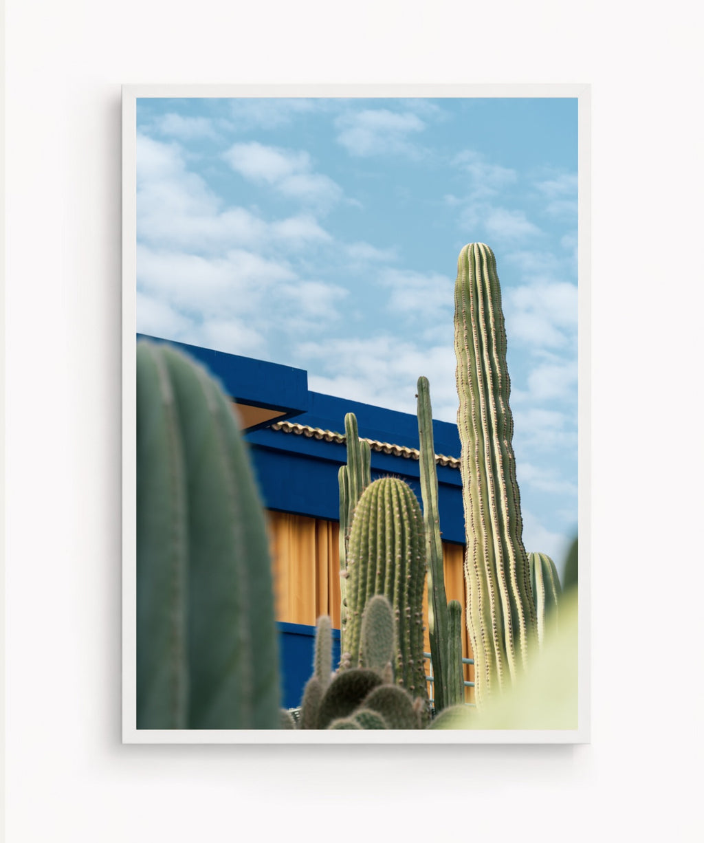 Cactus