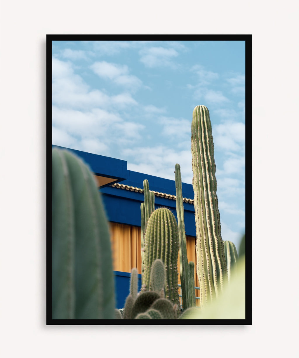 Cactus