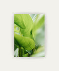 Calathea