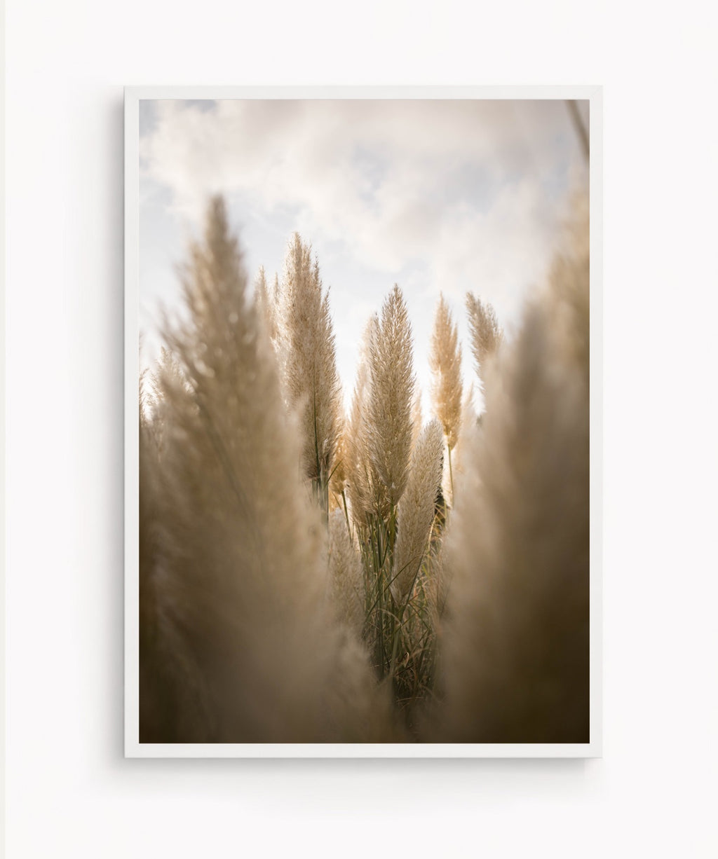 Campo de Pampas