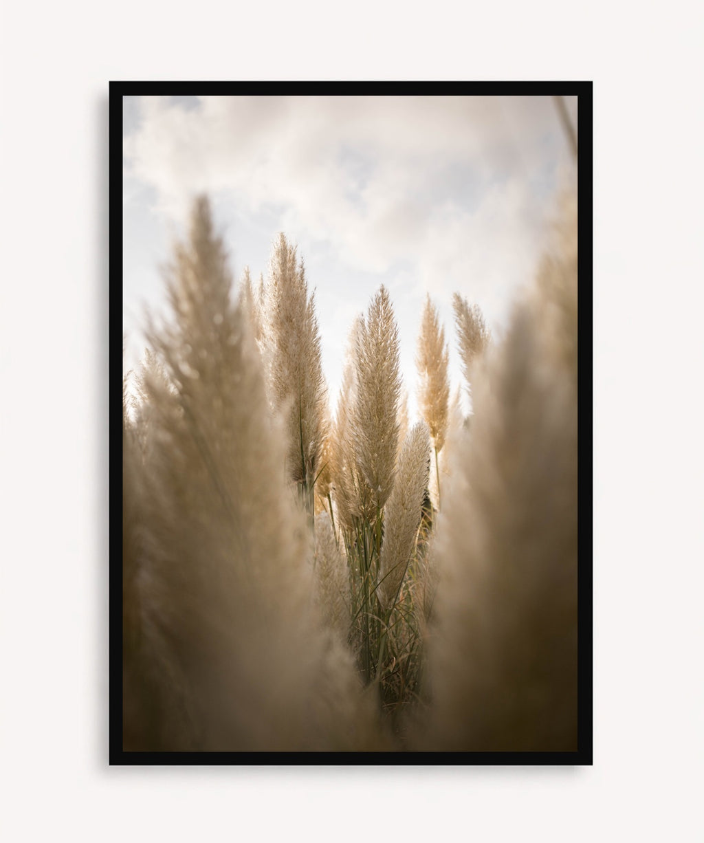 Campo de Pampas