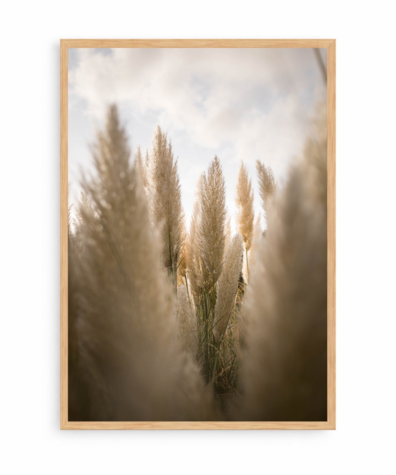 Campo de Pampas