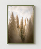 Campo de Pampas