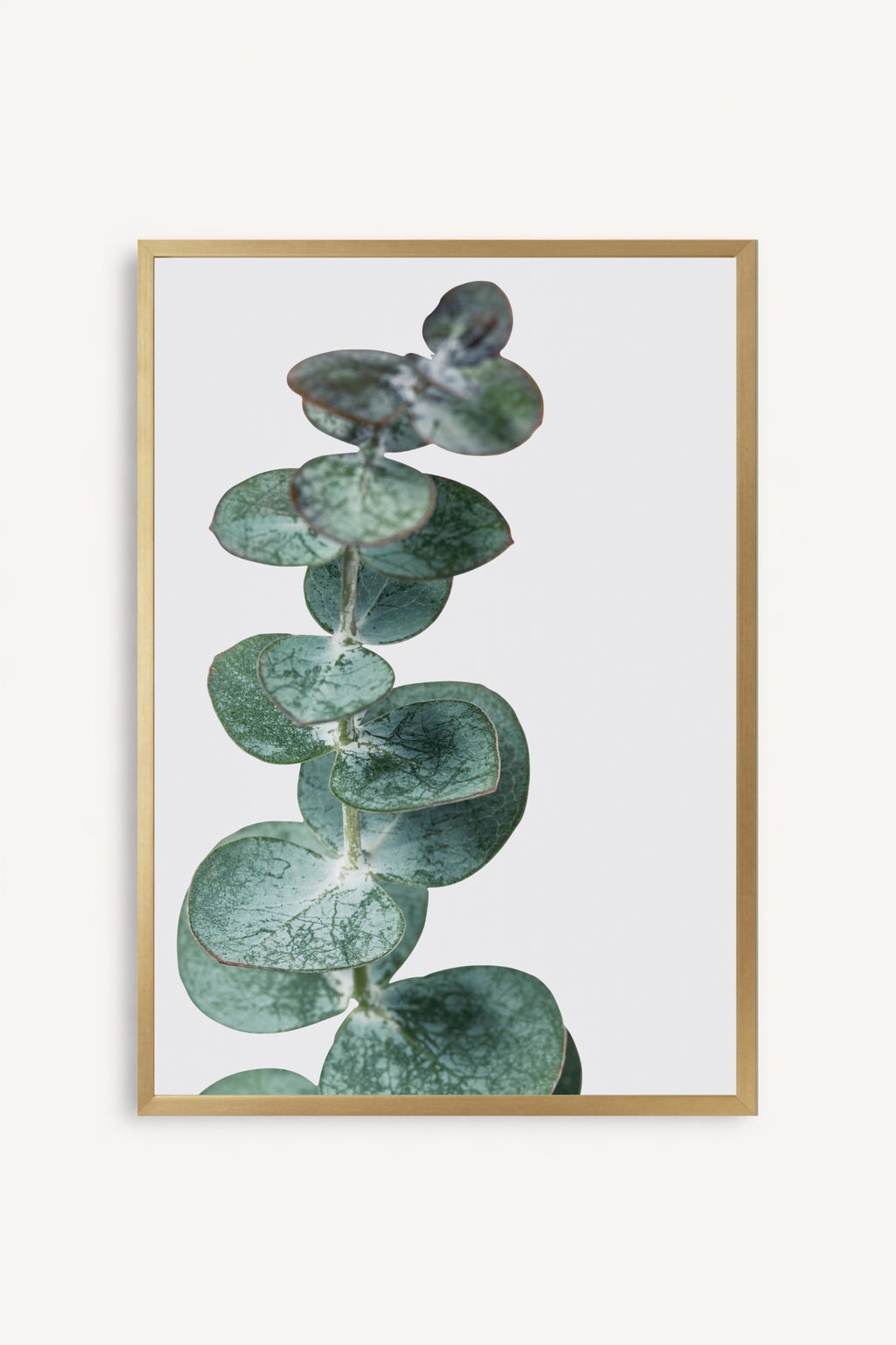 Eucalyptus Silver