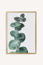 Eucalyptus Silver