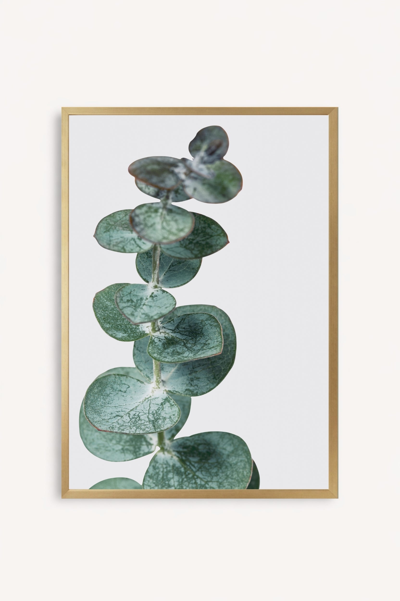 Eucalyptus Silver