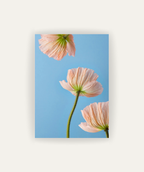 Esencia Floral
